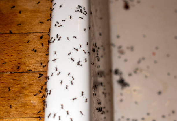 Best Pest Control Near Me in San Joaquin, CA